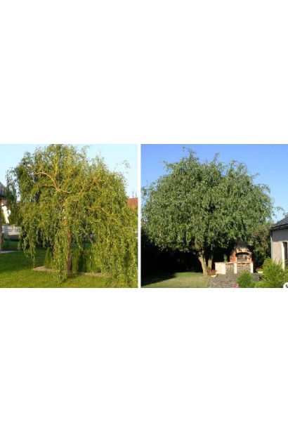 Верба вавілонська Тортуоза